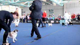 PUG/MOPS Best of Breed Final WorldDogShow Salzburg 2012