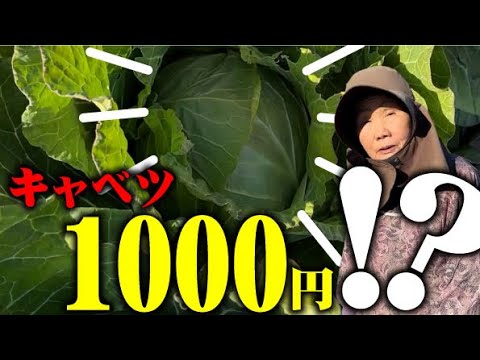 【市場価格1000円！？】毎年のキャベツ価格高騰に備える？【家庭菜園で栽培するとお得】