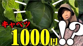 【市場価格1000円！？】毎年のキャベツ価格高騰に備える？【家庭菜園で栽培するとお得】