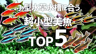 小型水草レイアウト水槽ならこの熱帯魚！厳選超小型美魚TOP5を紹介！#566【アクアリウム】