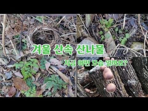 겨울 산속 산나물