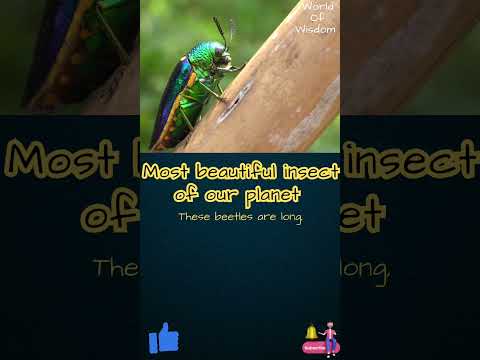 Jewel Beetle - Most Beautiful insect of our Planet Earth