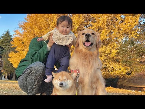 好奇心旺盛な赤ちゃんと愛犬たちと公園に行ったらこうなりました...