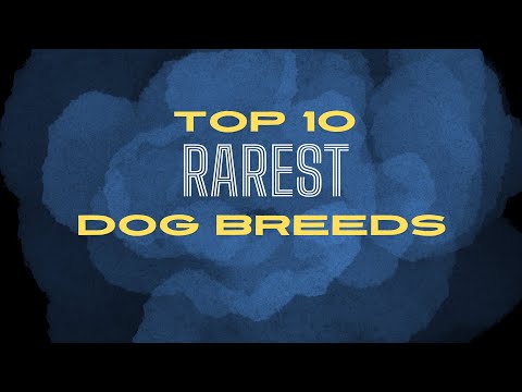 Top 10 Rarest Dog Breeds in the World! 🐕✨ Discover Unique & Rare Canines!