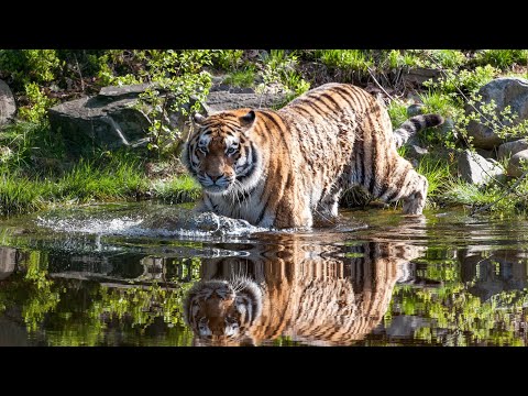 Dyreparken i Kristiansand | Norway 🇳🇴 Walking in Kristiansand animal park|