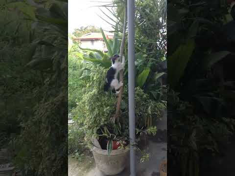 Cat climbing the plants