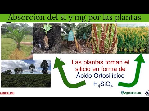 The Importance of Silicon and Magnesium in Agro-export Crops