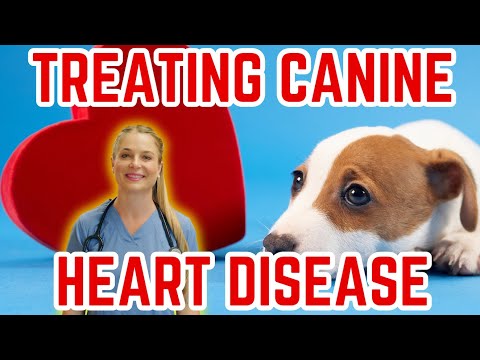 How To Treat and Prevent Heart Disease in Dogs? | Vet Simply Explains