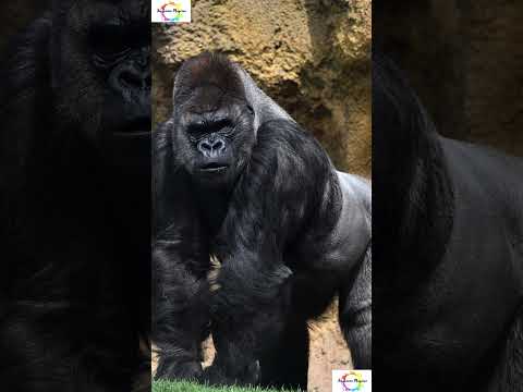 Male and Female Gorilla's You Won’t Believe! #shorts #shortsfeed  #facts #wildlife #gorilla