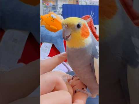 Pika Pika peekaboo playtime is cuteness overload! #cutepets #birdscharm #cockatielscraze