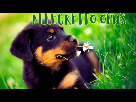 ALLEGRETTO OPUS💗💖💝 #allegretto #dogvideo  #simphony #simphonic #happylife #happysimplelifestyle 🤗🤩🥰😍