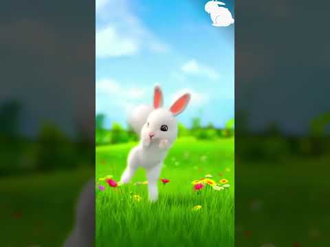 Bunny Binky #short #pets  #shortvideo  #facts #fantasystorytelling #shortfilm #digitalstorytelling