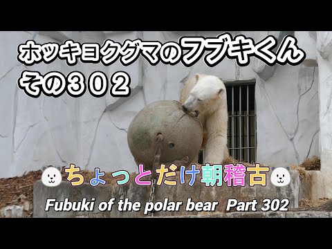 ホッキョクグマのフブキくん（３０２）🐻‍❄️ちょっとだけ朝稽古🐻‍❄️（東山動植物園）Fubuki of the polar bear Part 302