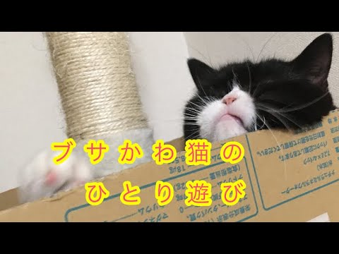 ブサかわ猫のひとり遊びを犬と飼い主が観察