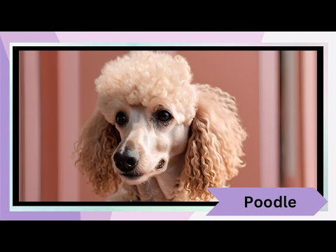 Poodles: The Ultimate Guide to These Smart & Stylish Dogs 🐩✨