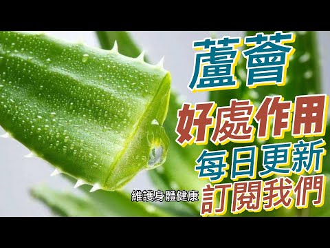 EP159 蘆薈（Aloe vera）好處和作用 皮膚護理 消炎和抗菌 解毒排毒 健康  養生 天然