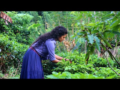 The amazing story of jackfruit | part 2 | Poorna - The nature girl |