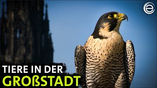 Wildes Hamburg ‒ Tiere in der Stadt | Erlebnis Erde