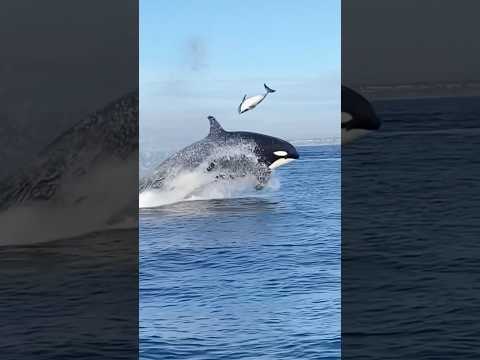 Dangerous Encounter of Killer Orcas || #whale #orca #ocean #sea #trending #shortsfeed #shorts