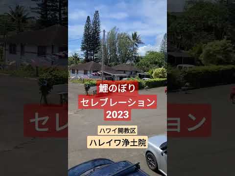 【ハワイ生活】ハレイワ浄土院鯉のぼりセレブレーション2023 #shorts