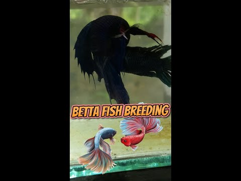 male and female betta fish have begun to flare at each other - betta fish breeding 🐙🪸 🐡 🐠 🐟