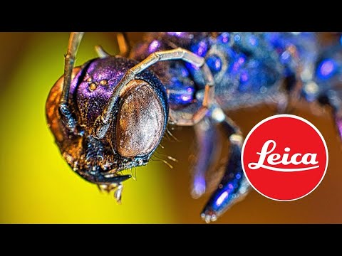 Macro Photography | Nikon or Leica or Canon Camera Lens | Class 425