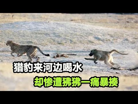 猎豹来河边饮水，结果狒狒一言不合就开打，吓得猎豹狼狈逃窜