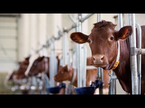 Will suing big meat and dairy secure climate justice?