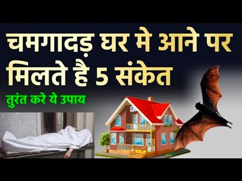 चमगादड़ घर में आने से मिलते है ये 5 संकेत, बुरे प्रभाव से बचने के लिए कर उपाय |  वास्तु शास्त्र