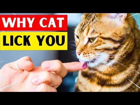 Why Does Your Cat Lick You? (Not What You Think!)