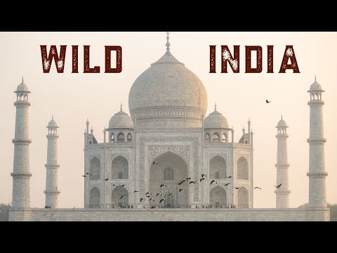 Wild India Trailer | Journey Through India's Best Wildlife Destinations