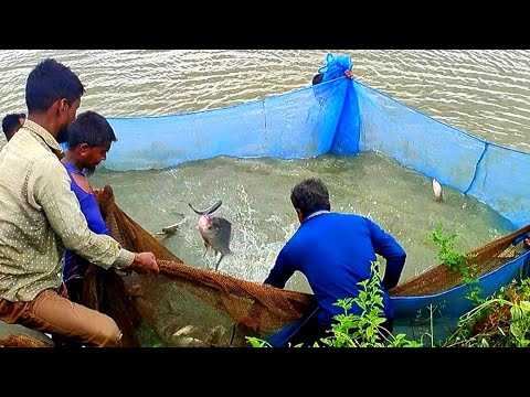 Amazing Fishing video | Best fish hunting | Pond fish farm video