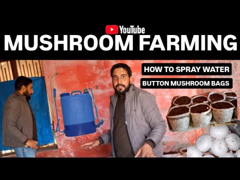 Mushroom farming business in India | How to spray water on Button mushroom bags | Mushroom training