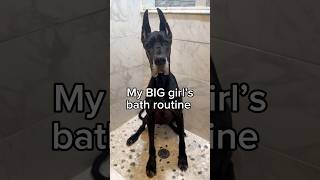 ￼Do you think she enjoyed it? 🧼🐾🩷￼ #dogsofyoutube #dogbath #greatdane