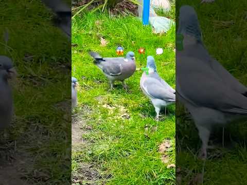 Birds 🦅 are Fighting 💥🔫😱#shortsvideo #birds #pigeon #birdsfight