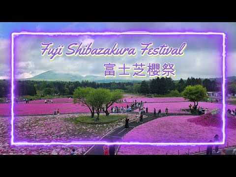 [Japan] 2024 富士芝櫻祭 Fuji Shibazakura Festival