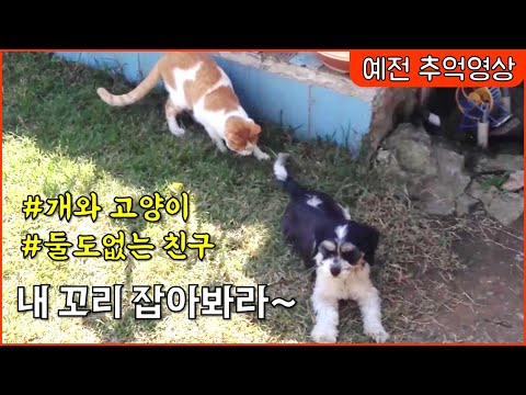 [짧은추억영상] 시골집에서 예전에 키우던 강아지, 고양이 영상 (지금은 없어요) / countryside, dog & cat