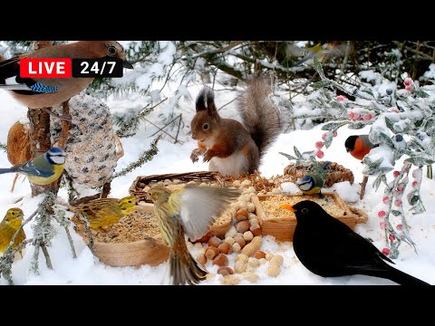 🔴24/7 CAT TV NO ADS 😺 Little Birds and Red Squirrels on a Sunny Winter Day