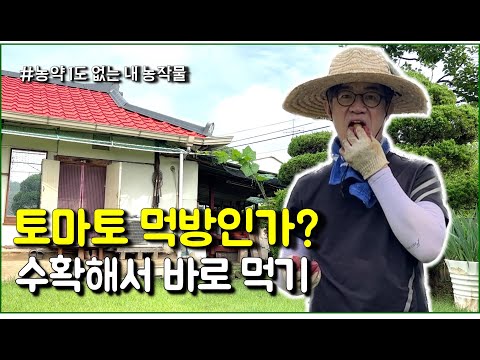 키운 토마토 먹어보기 / 순자르기 / 농작물 수확 / countryside / tomato