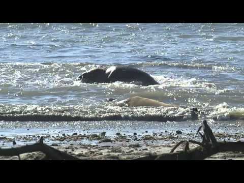 Elephant Seals Swimming @ Año Nuevo