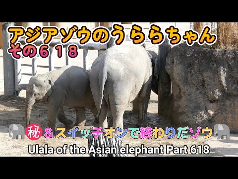 アジアゾウのうららちゃん（６１８）🐘㊙＆スイッチオンで終わりだゾウ🐘（東山動植物園）Ulala of the Asian elephant Part 618