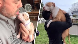 Grown-up pitbull still thinks she's daddy's little girl