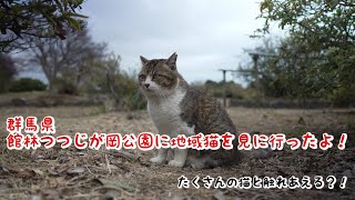 群馬県　館林つつじが岡公園　地域猫に会いに行ってきたよ！　こいのぼりの里まつりも開催中！