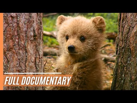 Wild Forests – In the Homes of the Mighty Moose, Clever Wolves and Curious Bears | Full Documentary