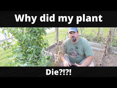 Why did my plant die!?!?!?