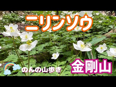 【金剛山】ニリンソウが満開！！