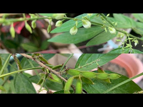 都市庭院 ~ 花草世界 ~ 又見茉草開花、長豆莢