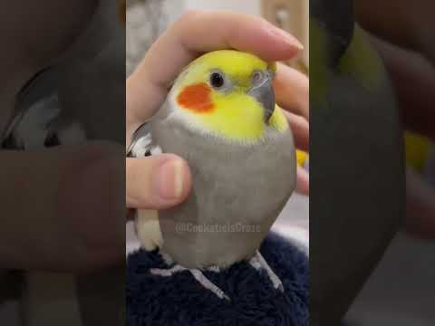 Adorable Cockatiel Jojo's Cute Moments Caught up on Camera 🥰🦜 #cockatielscraze #birdscharm