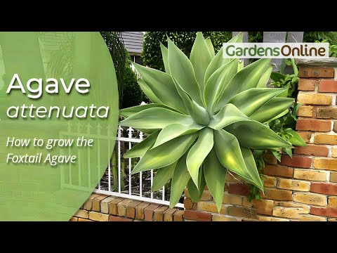 Agave attenuata - Century Plant