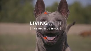 ALL ABOUT LIVING WITH THE THAI RIDGEBACK